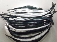 Дождь, волна и дельфины: нереис в фаворе, опарыш мимо, взял саргана