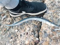 Дневной пилькер: сарган вялый, на бомбарду по 1–2 — рыбалка капризная