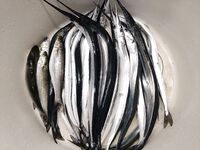 Сарган после закрепления: нереис в приоритете, опарыш в игноре