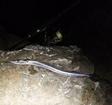 Имеретинка после шторма: ветер стих, сарган начал поклёвывать осторожно, пару штук подержал