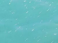 С Новым годом: тёплый день, штиль, сарган капризничал, малька много, удочка молчала