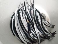 Дождь не помеха: поклёвки с первого заброса, мясо и нереис 50/50, к полудню волна и спад