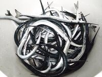 Рабочий день отгулян: утренние невнятные поклёвки на нереис, потом стабильность у берега