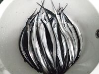 Рабочий день отгулян: утренние невнятные поклёвки на нереис, потом стабильность у берега