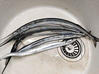 Трудовой день по саргану: бомбарда 10 г, нереис, мясо, креветка; много сходов из-за кости