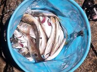 Ялта 20:30-00:20, берег и буна: тонущая бомбарда 3,6 г, «маракуя» и «хигаши», палка до 3 г