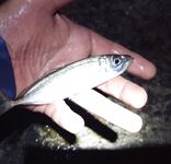 Открытие после глухозимья: вечером на буне ставрида присутствует, отводной на нереиса с тычками