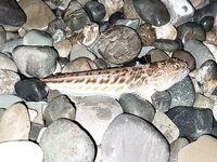 Вечерка в кратком отчёте: зафиксировал выход, без деталей по раздачам и приманкам