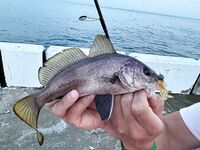 Экономия на расходниках: чебурашки от мастеров и компактная Mosya - меньше «рожек и ножек»