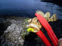 Экономия на расходниках: чебурашки от мастеров и компактная Mosya - меньше «рожек и ножек»