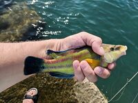 Экономия на расходниках: чебурашки от мастеров и компактная Mosya - меньше «рожек и ножек»