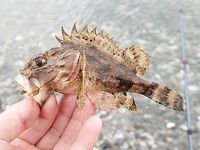 Ялта, вечерняя смена целей: начинал со смариды, затем переключился на скорпену