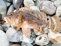 Ялта, вечерняя смена целей: начинал со смариды, затем переключился на скорпену