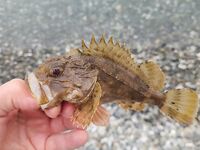 Ялта, вечерняя смена целей: начинал со смариды, затем переключился на скорпену