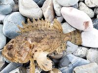 Ялта, вечерняя смена целей: начинал со смариды, затем переключился на скорпену