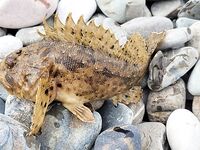 Ялта, вечерняя смена целей: начинал со смариды, затем переключился на скорпену