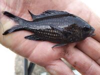 Цель барабуля, но колет дракон: морская рыбалка на тирольку и удочку с червем