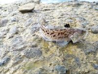 Цель барабуля, но колет дракон: морская рыбалка на тирольку и удочку с червем