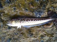 Цель барабуля, но колет дракон: морская рыбалка на тирольку и удочку с червем