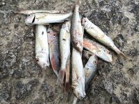 Цель барабуля, но колет дракон: морская рыбалка на тирольку и удочку с червем