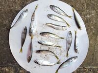 Поплавок и бомбарда после дождя: пятнадцать ставрид и набор прибрежной мелочи