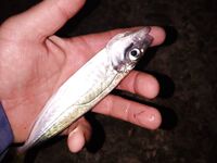 Три одинаковые смены: микроджиг 1–2.5 г, цвета розовый и белый, пилькер молчит