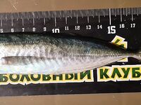 Ночная сотня: рыбалка на ставриду с чебурашкой 0.5 г и тонкой снастью