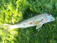 Подъем в 4:30 за барабулей: тиролька, поводок 0.16 и пара визитов дельфинов