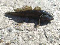 Подъем в 4:30 за барабулей: тиролька, поводок 0.16 и пара визитов дельфинов