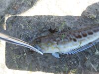 Подъем в 4:30 за барабулей: тиролька, поводок 0.16 и пара визитов дельфинов