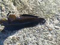 Подъем в 4:30 за барабулей: тиролька, поводок 0.16 и пара визитов дельфинов