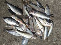 Подъем в 4:30 за барабулей: тиролька, поводок 0.16 и пара визитов дельфинов