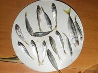 С 16 до 20 на поплавок и мидию: ставрида в прилове, зеленухи и собаки активны