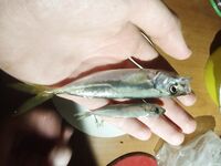 Фотофиксация улова и снастей: контрольная метка перед следующей рыбалкой