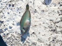 Фотофиксация улова и снастей: контрольная метка перед следующей рыбалкой