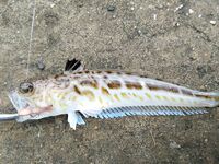 Под дождем за барабулей: морская рыбалка на тирольку с бутербродом на выбросе