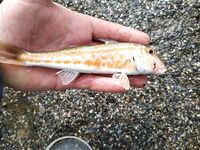 Под дождем за барабулей: морская рыбалка на тирольку с бутербродом на выбросе