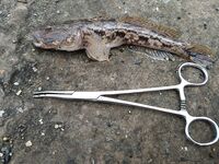 Под дождем за барабулей: морская рыбалка на тирольку с бутербродом на выбросе