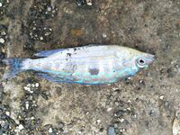 Под дождем за барабулей: морская рыбалка на тирольку с бутербродом на выбросе