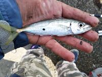 Под дождем за барабулей: морская рыбалка на тирольку с бутербродом на выбросе