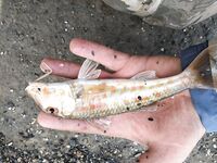 Под дождем за барабулей: морская рыбалка на тирольку с бутербродом на выбросе