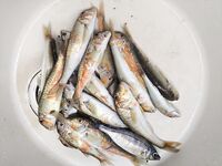 Под дождем за барабулей: морская рыбалка на тирольку с бутербродом на выбросе