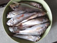 Под дождем за барабулей: морская рыбалка на тирольку с бутербродом на выбросе