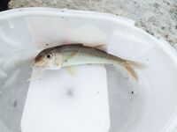 Тиролька и отводной: барабуля, дракончик и собачки на буне по расписанию