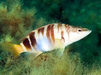 Идентификация по фото: у вас смарида, а не «что-то ещё»