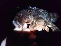 Ставридный вечер по классике: цвета светлые — покрупнее, темные — почаще