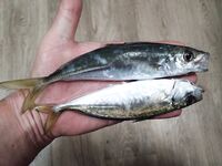 Ставридный вечер по классике: цвета светлые — покрупнее, темные — почаще