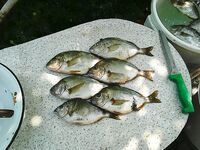 Ловля на Чёрном море — когда выходить после дождя?