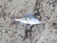 С 4:30 до 9:00: ставка не сработала — ушёл в смариду и барабулю