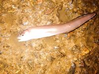 Два дня по ставриде: налим влетел, луфарик резал, горбыль на фото и отпущен